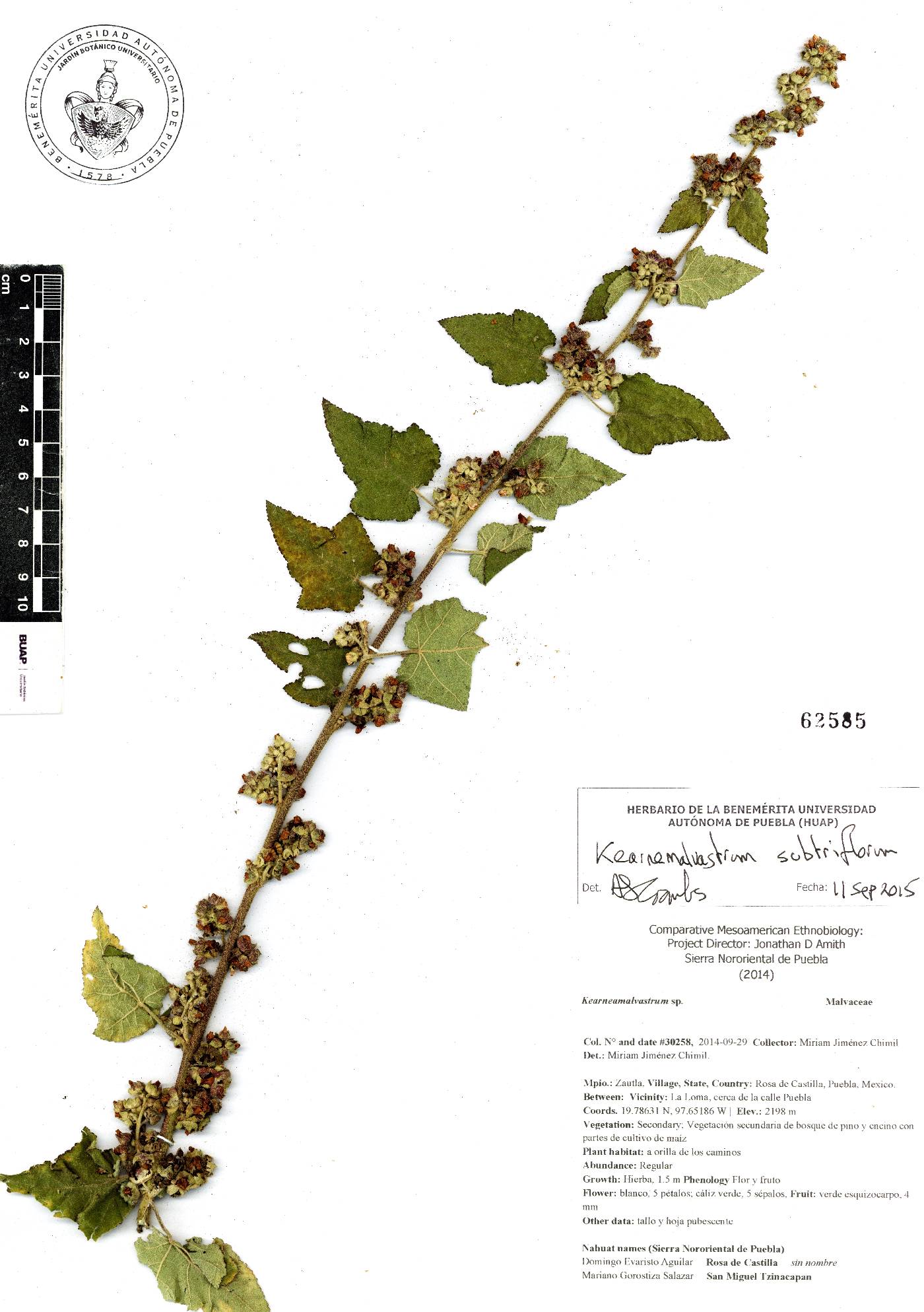 Kearnemalvastrum subtriflorum image