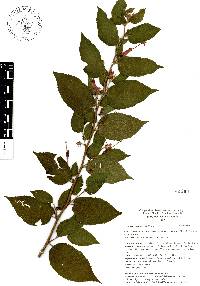 Helicteres guazumifolia image