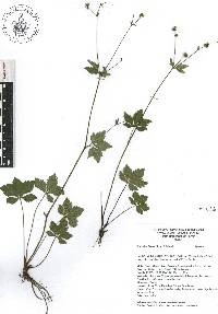 Sanicula liberta image