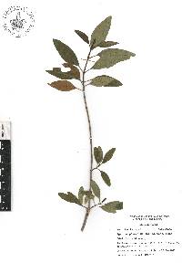 Ageratina glabrata image