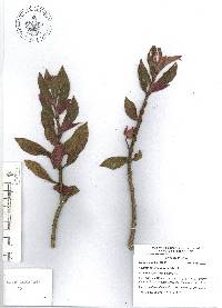 Columnea schiedeana image