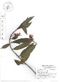 Columnea schiedeana image