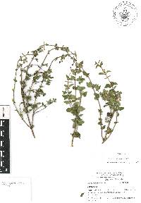 Scutellaria macra image