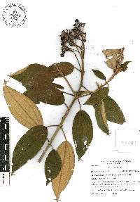 Miconia xalapensis image