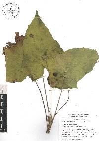 Dorstenia contrajerva image