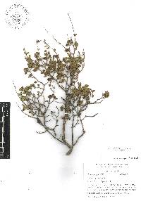 Salvia thymoides image