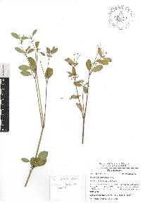 Euphorbia graminea image