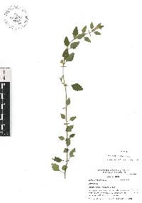 Scutellaria macra image