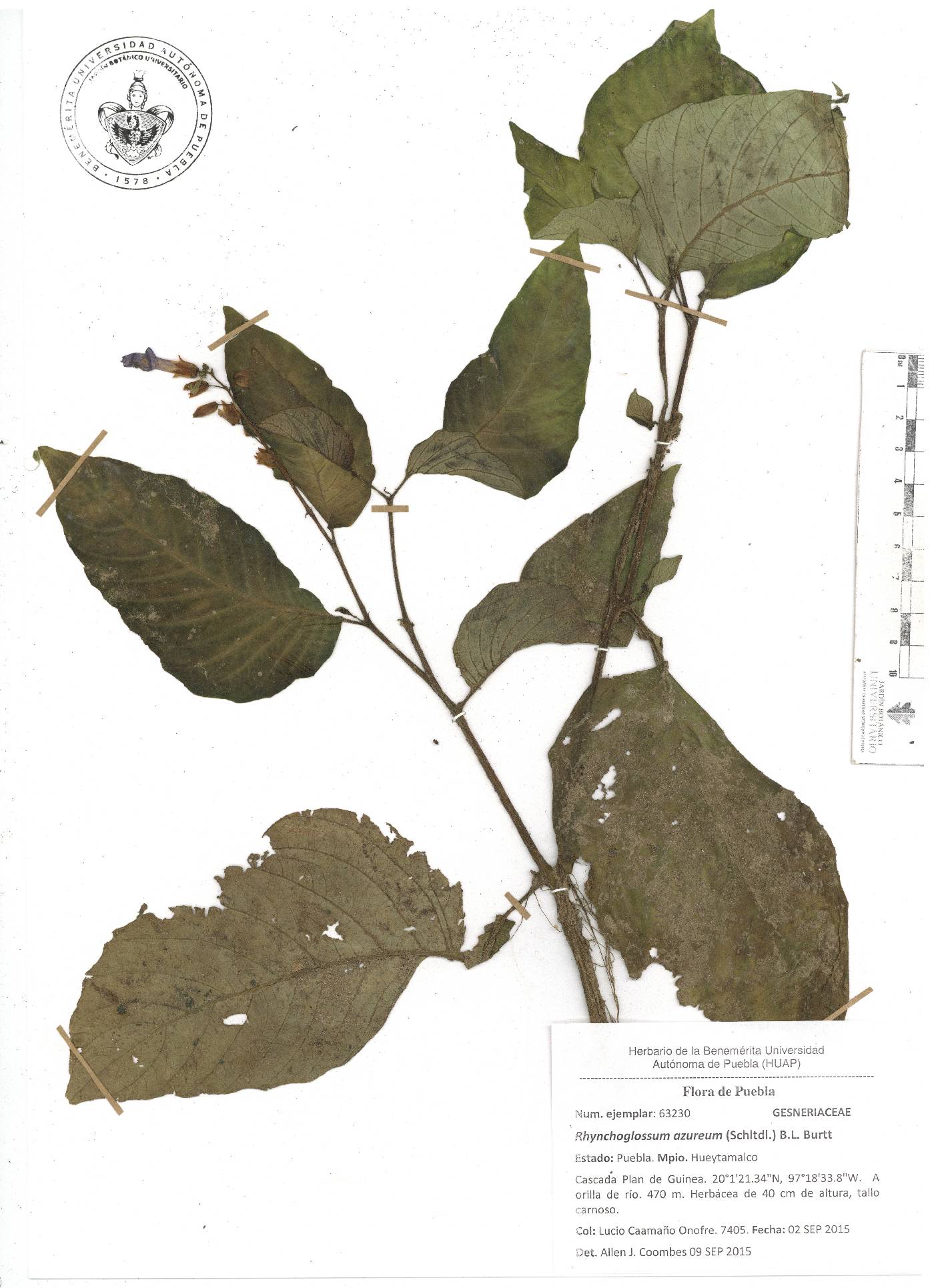 Rhynchoglossum azureum image