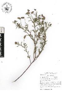 Dalea foliolosa var. foliolosa image