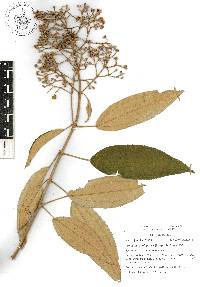 Miconia xalapensis image