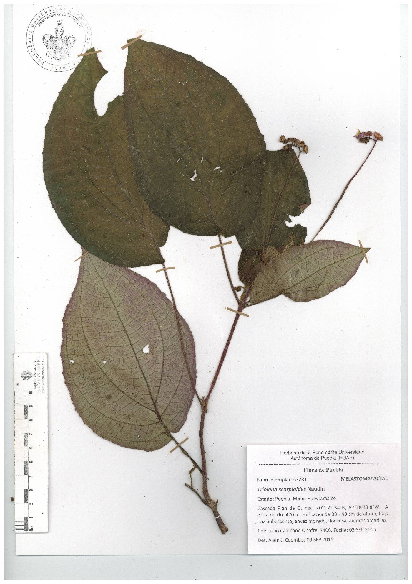 Triolena scorpioides image