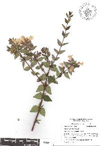 Abelia parvifolia image