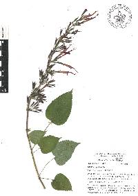 Salvia longistyla image