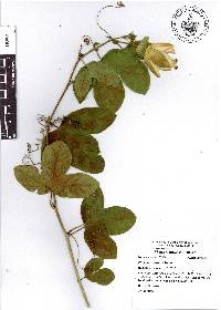 Passiflora X belotii image