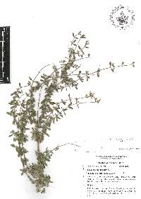 Salvia thymoides image