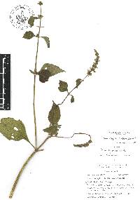 Salvia longispicata image