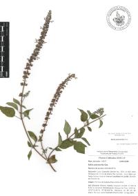 Salvia polystachia image
