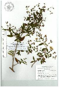 Monochaetum floribundum image