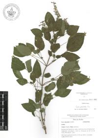 Salvia polystachia image