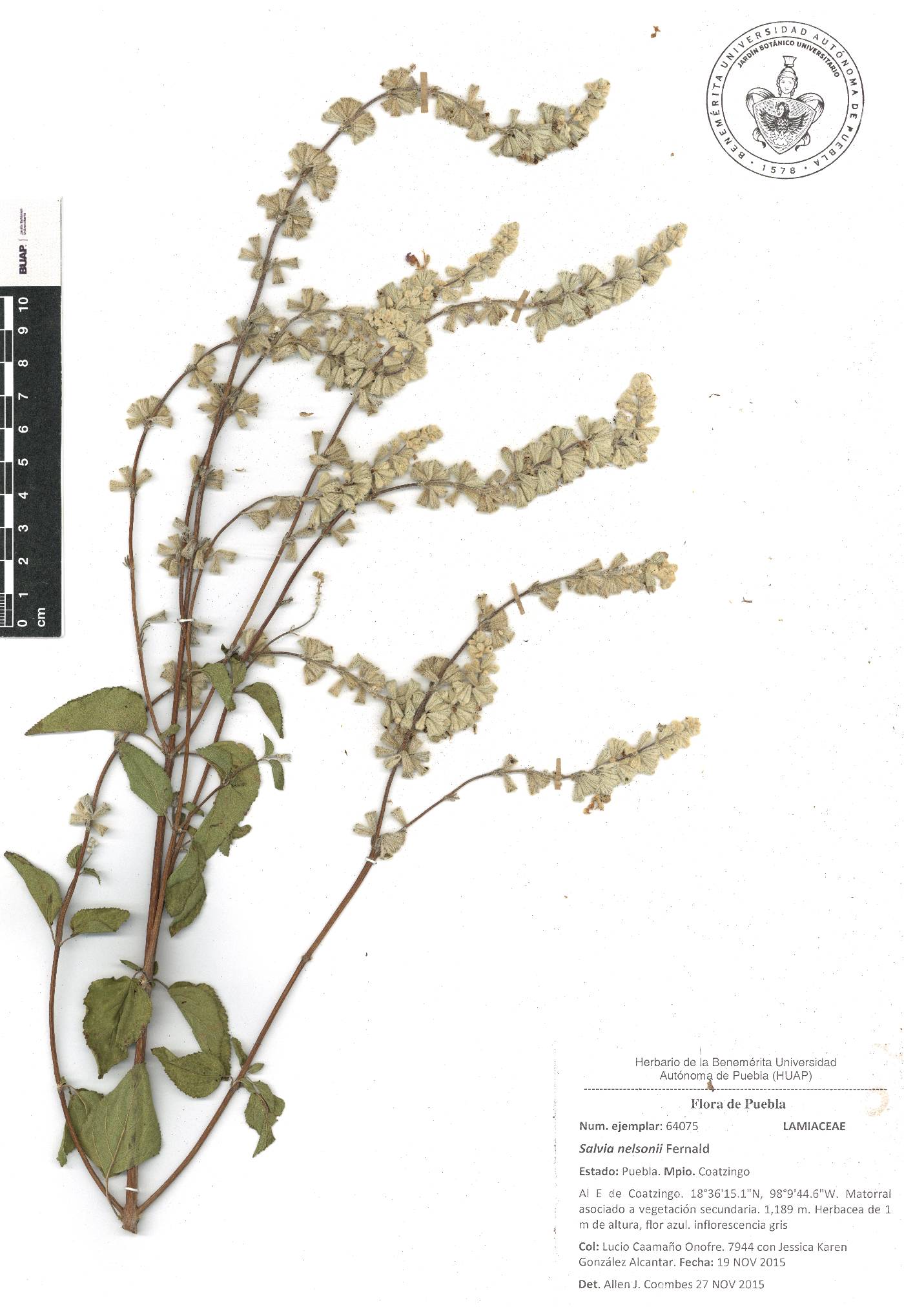 Salvia breviflora image