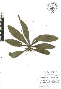 Plantago australis image