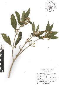 Lippia myriocephala image