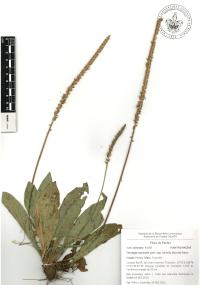 Plantago australis image