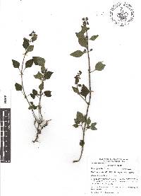 Cantinoa mutabilis image