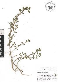 Bacopa monnieri image