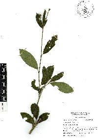 Pavonia schiedeana image