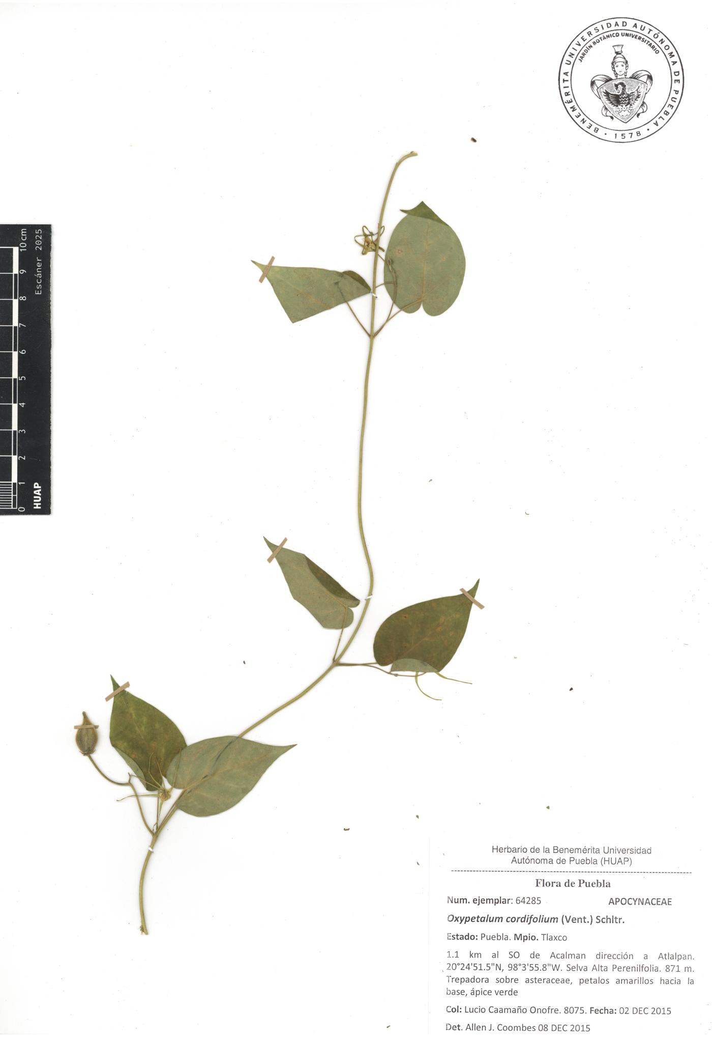 Oxypetalum cordifolium image