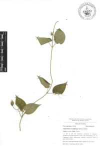 Oxypetalum cordifolium image