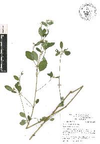 Euphorbia graminea image