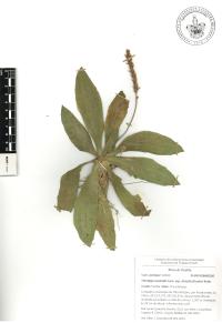 Plantago australis image
