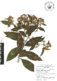 Lippia myriocephala image