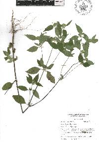 Delilia biflora image