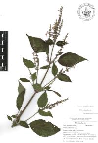 Salvia polystachia image