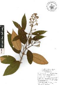 Miconia xalapensis image