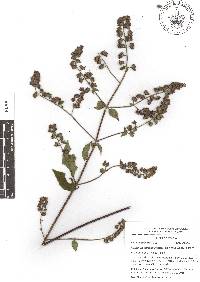 Cantinoa mutabilis image