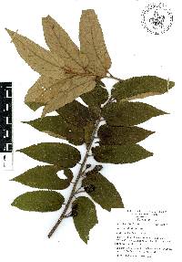 Guazuma ulmifolia image