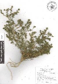 Lepidium didymum image