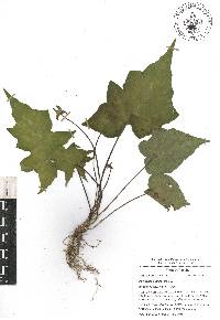 Dorstenia contrajerva image