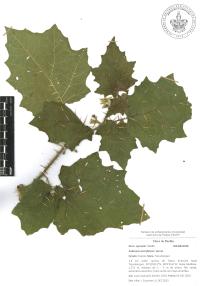 Solanum acerifolium image