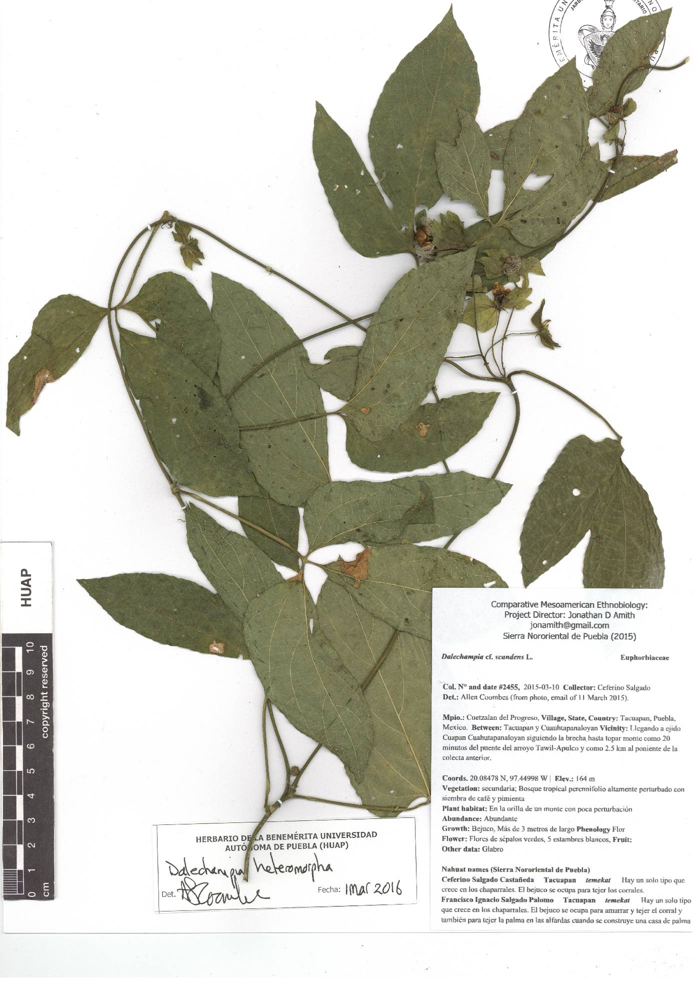 Dalechampia cissifolia image