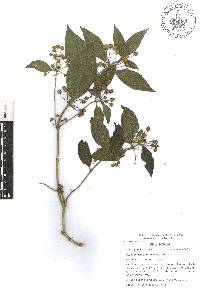 Lippia myriocephala image