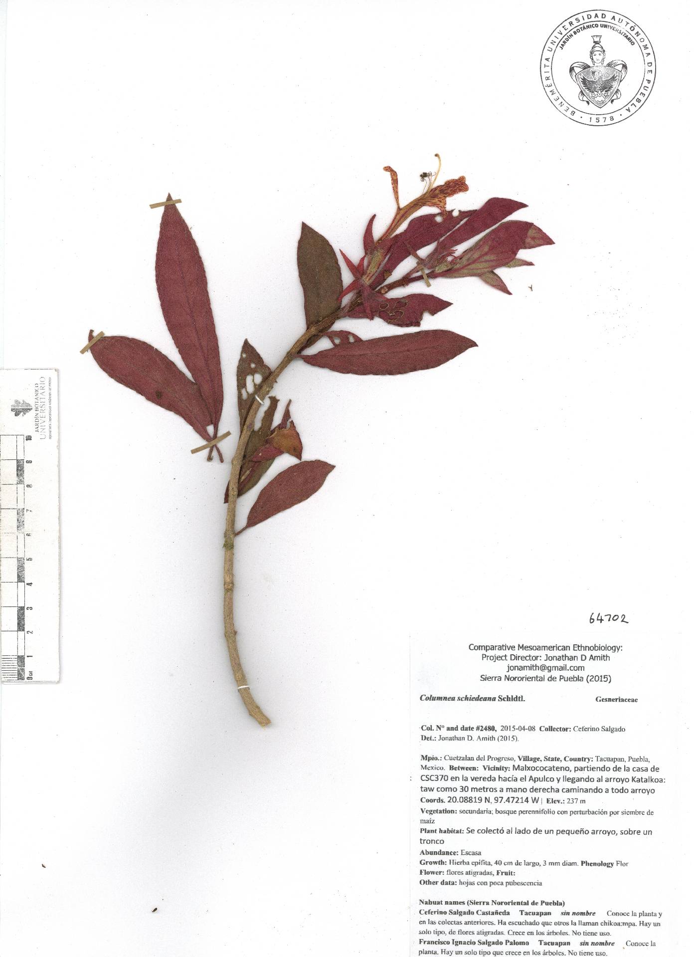 Columnea schiedeana image