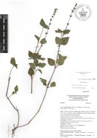 Salvia misella image