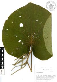 Lepianthes peltata image