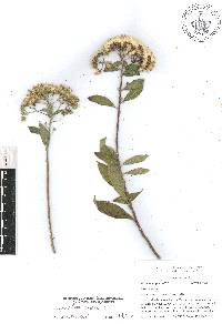 Vickianthus liatroides image